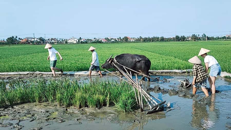 Hoi An: Countryside by Cycling, Buffalo Riding & Do Farming - Timing, seasons, and expectations