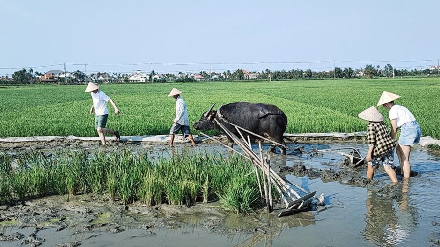 Hoi An: Countryside by Cycling, Buffalo Riding & Do Farming - Cooking banh xeo with a local family