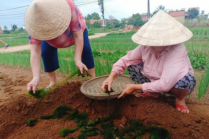 Hoi An Countryside Tour with Bamboo Basket Boat Rowing , Buffalo Ride, Farming - The wartime story behind Cam Thanh village