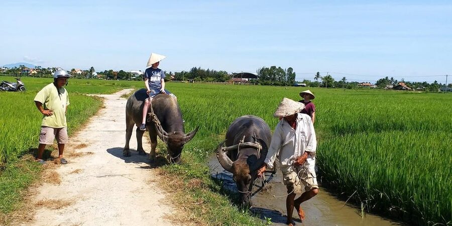 Hoi An : Eco Farming Bicycle Tour and Basket Boat Ride - Meeting the water buffalo in the rice fields