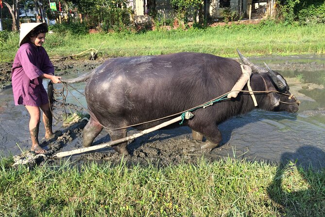 Hoi An Rice Farm Tour and Buffalo Riding with Local Home Meal - What the $60 Price Includes