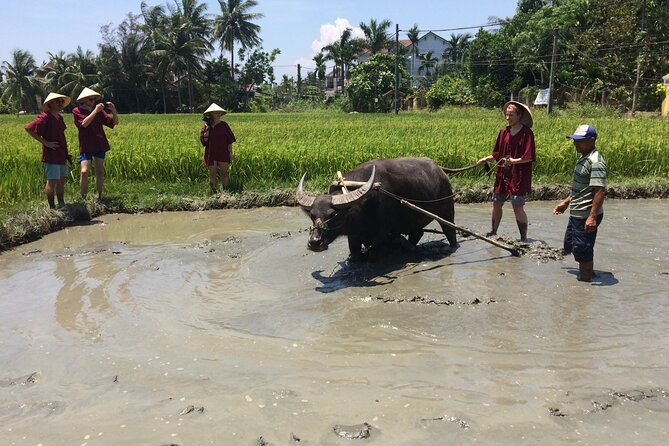 Hoi An Rice Farm Tour and Buffalo Riding with Local Home Meal - Who Will Enjoy This Hoi An Farm Tour
