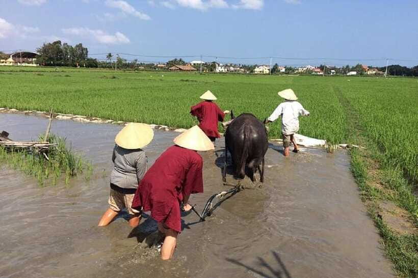 Hoi An Wet Rice Farming Tour-Basket Boat Tour Fishing-Lunch - Fishing with hand nets and lift nets