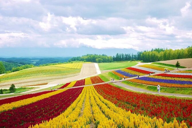 Hokkaido Farm Tomita Shikisai Hill Waterfall& Blue Pond Day Tour - Patchwork Road and Biei’s famous trees