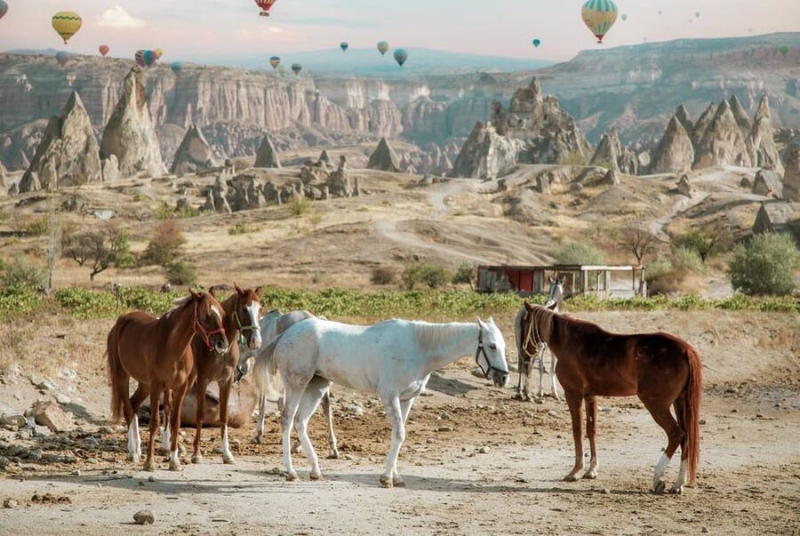 Horse Riding Cappadocia- Cappadocia Horse Farm - Key points to know before riding
