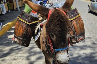 Horseback, Culture & Mexican Flavors Experience