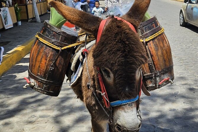 Horseback, Culture & Mexican Flavors Experience - Choosing a horse and learning the basics