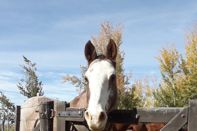 Horseback riding and barbecue in a private ranch - La Carrera, Mendoza - Argentine asado as the day’s main event