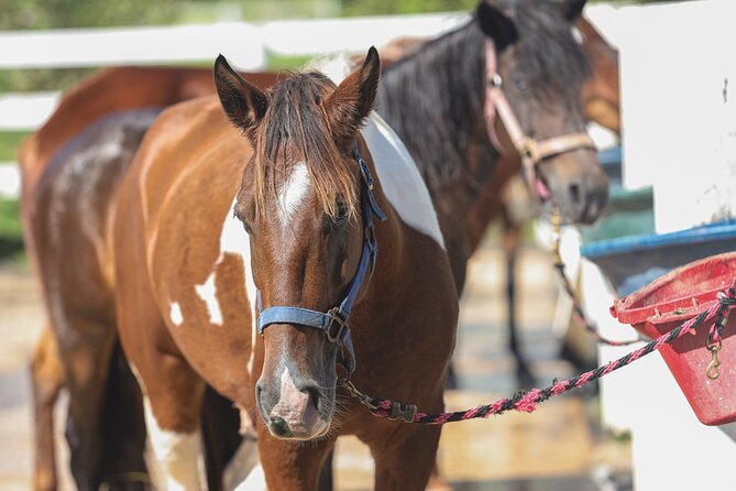 Horseback Riding Tour at Private Ranch - The ranch, views, and photo opportunities