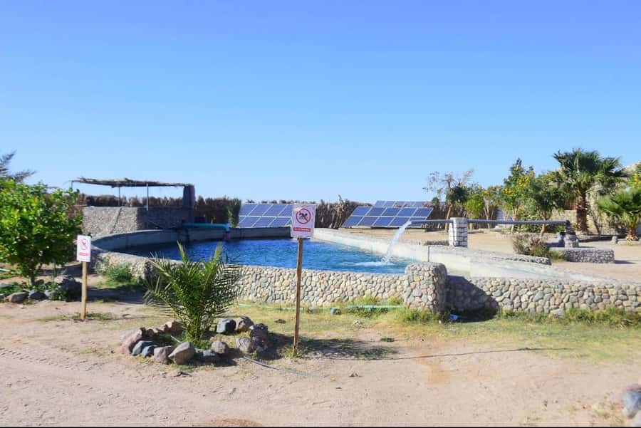 Hurghada: Desert Farm Tour with Breakfast at Scorpion Camp - Oriental breakfast with vegetables from the farm