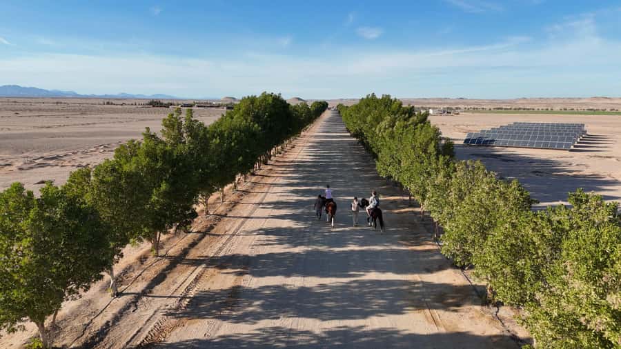 Hurghada: Desert Farm Tour with Breakfast at Scorpion Camp - Horse care before a short ride