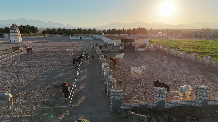 Hurghada: Desert Farm Tour with Breakfast at Scorpion Camp - Welcome tea and the story of a desert farm