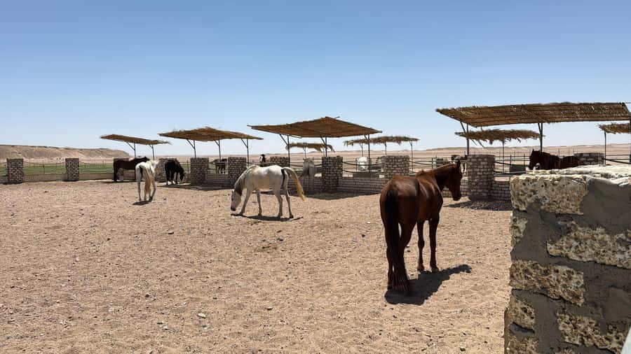 Hurghada: Jeep Safari, Tree Planting & Farm-to-Table Lunch - Collecting vegetables and making your own lunch