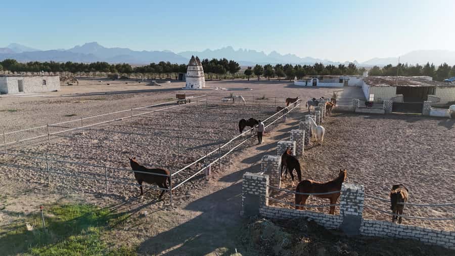 Hurghada: Jeep Safari, Tree Planting & Farm-to-Table Lunch - Tea under the open sky before the return drive