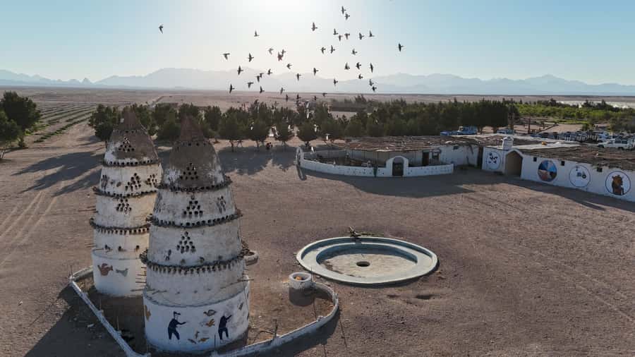 Hurghada: Jeep Safari, Tree Planting & Farm-to-Table Lunch - What $53 includes, and where the value lies