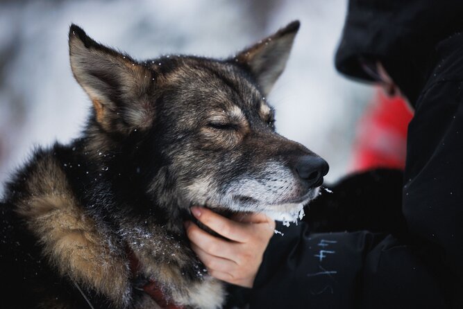 Husky and Reindeer Experience - Food, warmth, and what to pack