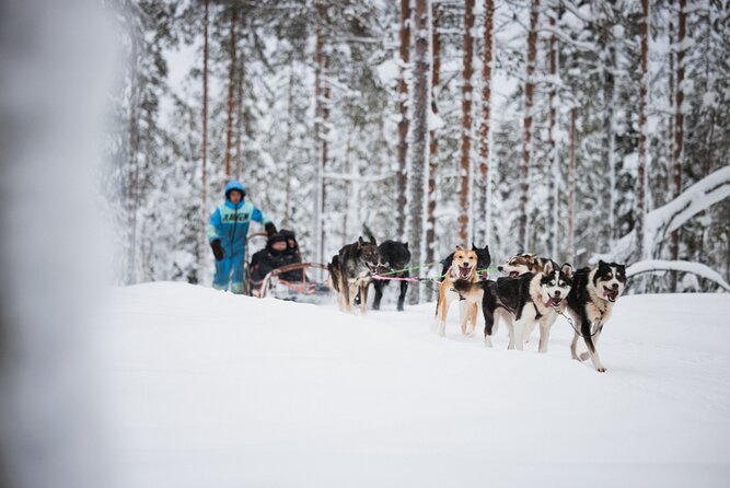 Husky and Reindeer Experience - Is $143 good value?