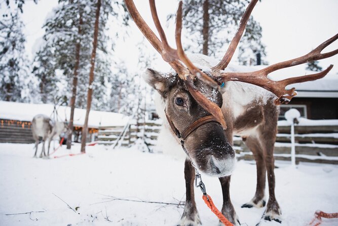 Husky and Reindeer Experience - Meeting the huskies and taking the faster ride