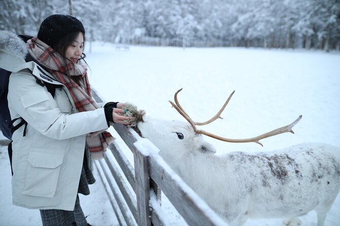 Husky and Reindeer farms visit with sleigh rides - Key points at a glance