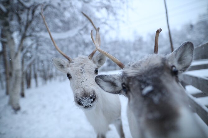 Husky and Reindeer farms visit with sleigh rides - A compact Arctic morning from Rovaniemi