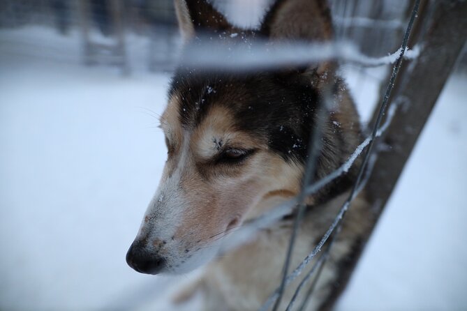 Husky and Reindeer farms visit with sleigh rides - Why hotel pickup matters in Rovaniemi