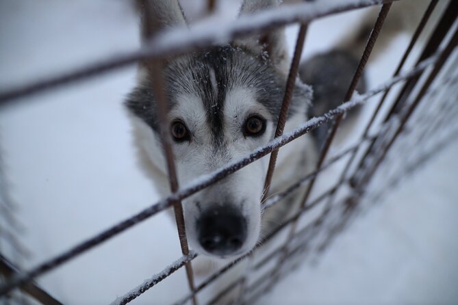 Husky and Reindeer farms visit with sleigh rides - Is $216.56 a fair price?