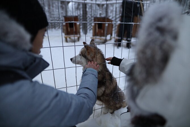 Husky and Reindeer farms visit with sleigh rides - Who will enjoy this outing most?