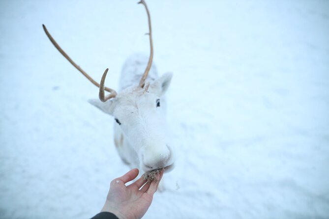Husky and Reindeer farms visit with sleigh rides - Meeting the Siberian huskies