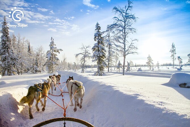 Husky Farm Visit & Sled Ride Experience - Key points at a glance