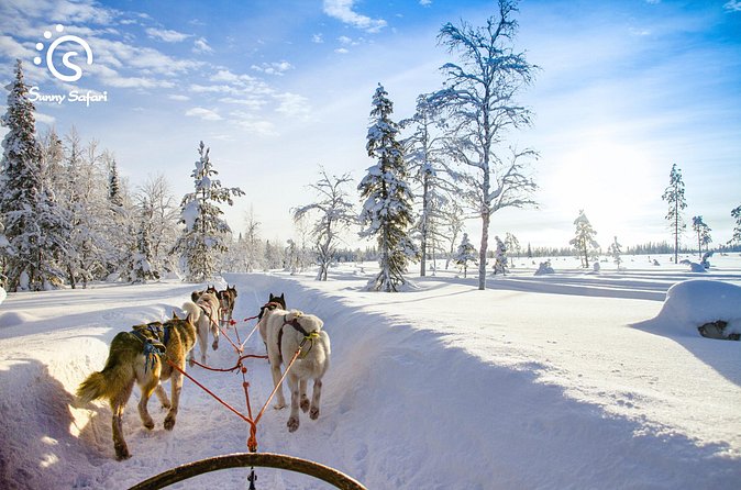 Husky Farm Visit & Sled Ride Experience - Warm drinks, cookies, and stories in the hut