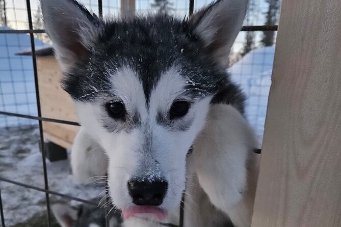 Husky Farm Visit & Sled Ride Experience - Timing, clothing, and practical planning