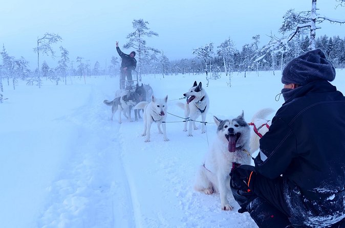 Husky Farm Visit & Sled Ride Experience - Who will enjoy this husky experience most