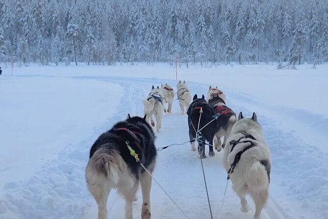 Husky Farm Visit & Sled Ride Experience - How this compares with a rushed photo stop