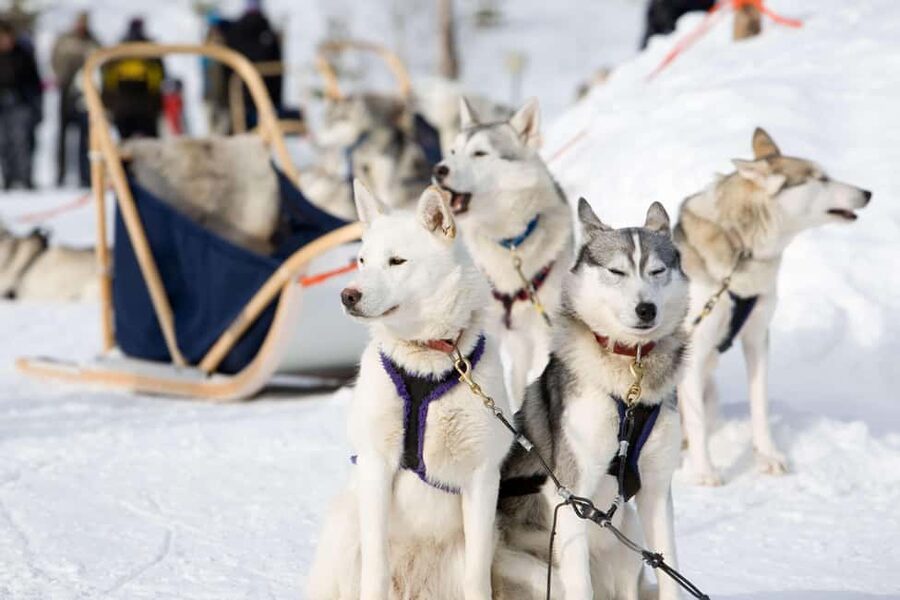 Husky Soul Journey: From Farm Life to Sledding Adventure - Key points at a glance