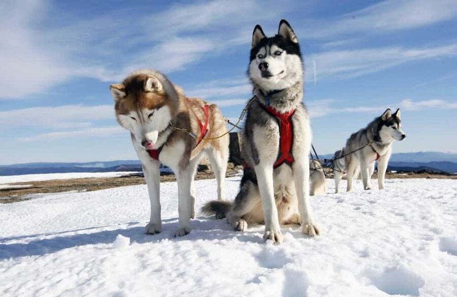 Husky Soul Journey: From Farm Life to Sledding Adventure - Meeting the huskies before the sled ride