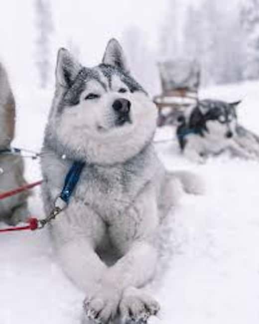 Husky Soul Journey: From Farm Life to Sledding Adventure - The sled ride through snowy forest trails