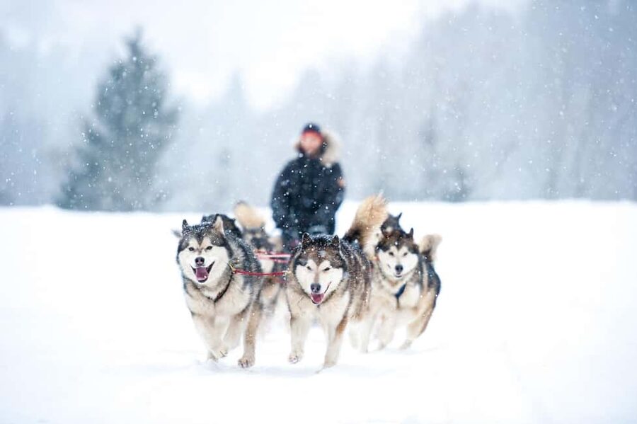 Husky Soul Journey: From Farm Life to Sledding Adventure - Arctic stories and the traditions of mushing