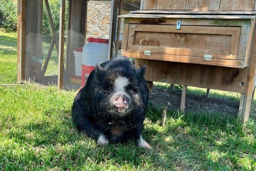 Hutto Texas: Kune kune Pig Farm Visit - Quick points before you book