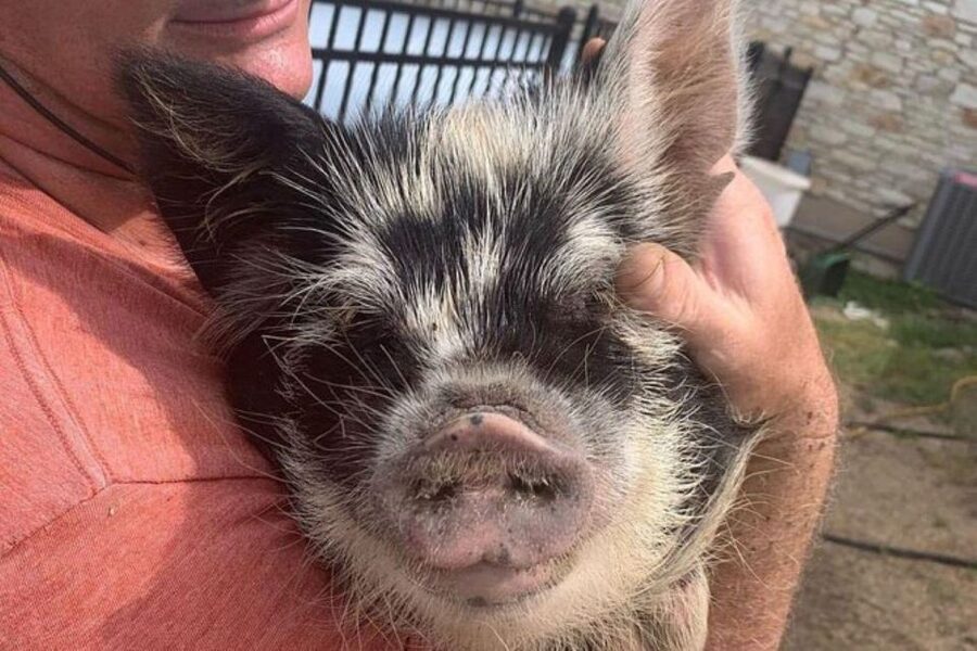 Hutto Texas: Kune kune Pig Farm Visit - Why Kunekune pigs make this farm visit different