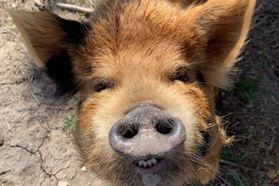 Hutto Texas: Kune kune Pig Farm Visit - The 45-minute guided walk around the farm