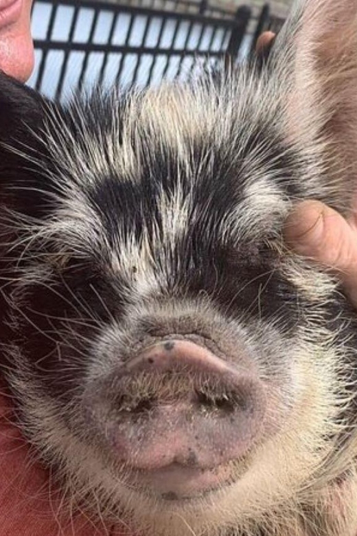 Hutto Texas: Kune kune Pig Farm Visit - Is $25 per person a good value?