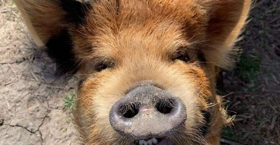 Hutto Texas: Kune kune Pig Farm Visit - Starting at Best Place Farms in Hutto