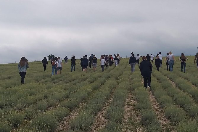 Immortelle farm island Krk - The history of Krk in a short visit