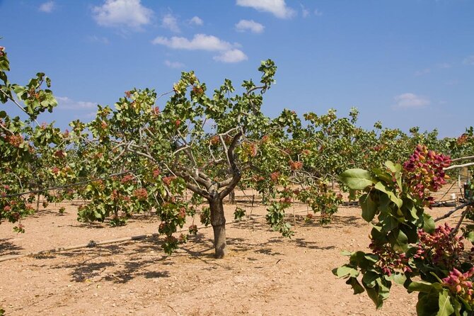 Insightful Pistachio Orchard and Factory Tour - Key points to know before you go