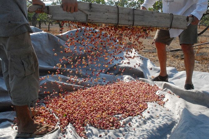 Insightful Pistachio Orchard and Factory Tour - Meeting at 9:30 on Leoforos N. Kazantzaki