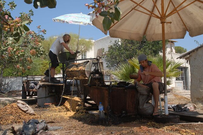 Insightful Pistachio Orchard and Factory Tour - Sandy’s friendly, practical guiding style