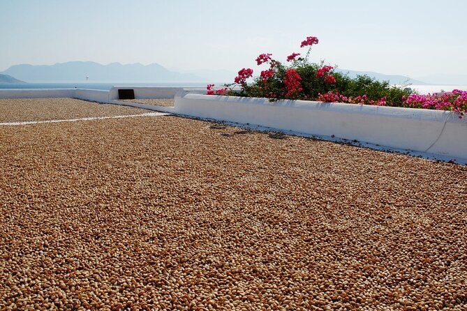 Insightful Pistachio Orchard and Factory Tour - Walking among wild and farmed pistachio trees