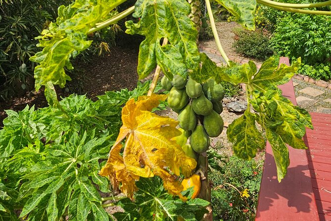 Island Eco Farm Tour with Local Treats and Sapphire Beach Time - Price, group size, and overall value