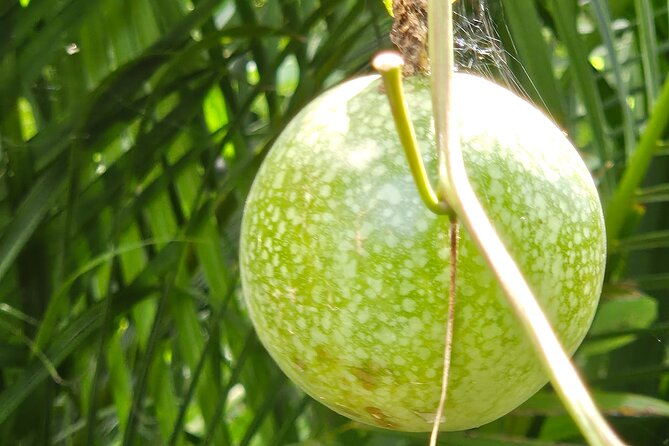 Island Eco Farm Tour with Local Treats and Sapphire Beach Time - Weather, children, and the pace of the morning