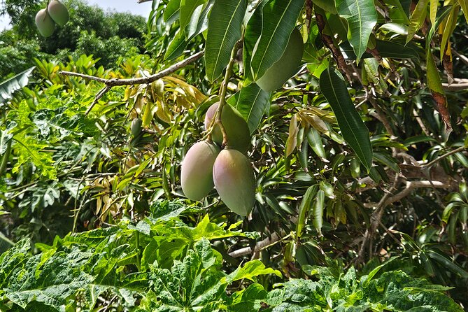 Island Eco Farm Tour with Local Treats and Sapphire Beach Time - Booking and cancellation details